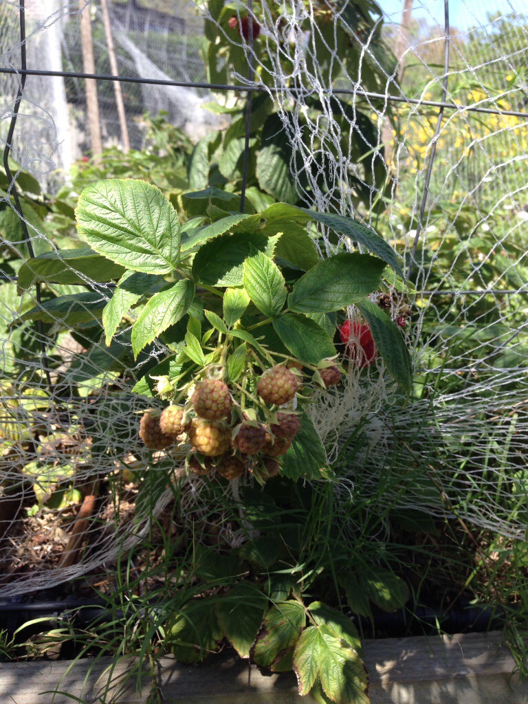 Raspberries ripening on canes