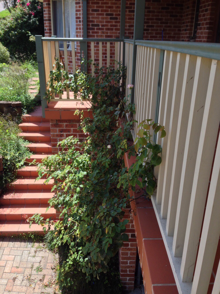 Climbing rose on balcony