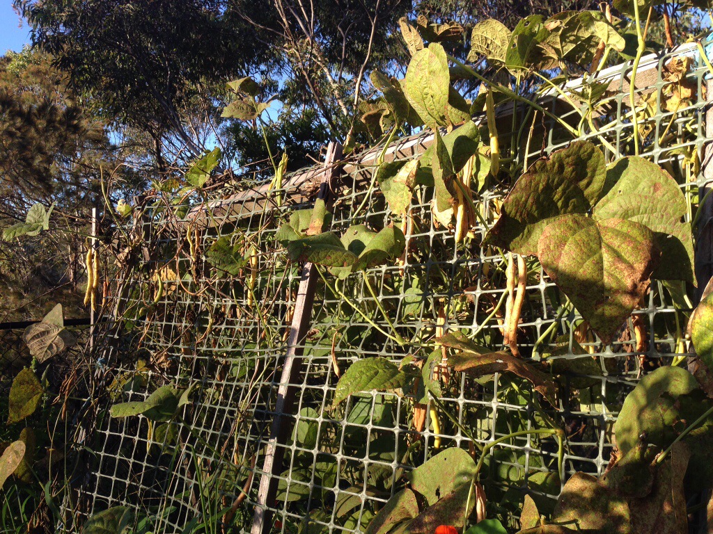 Climbing beans going to seed