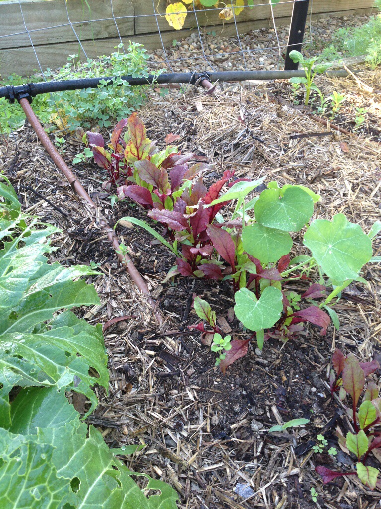 Crowded silverbeet seedlings