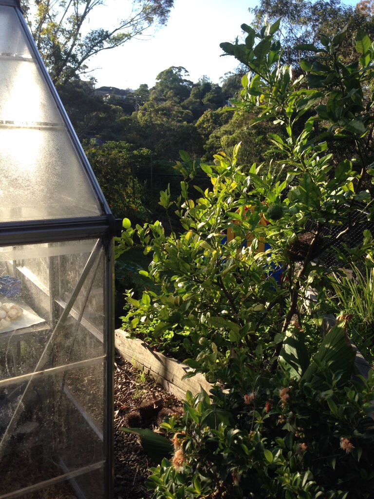 Greenhouse in the morning light