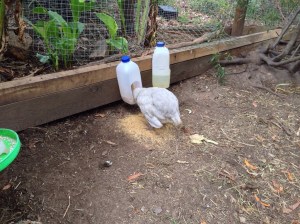 Charlotte pigging out at the feeder