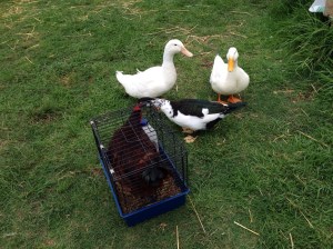 Ducks greeting Rose