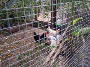 Older chickens letting the little ones feed