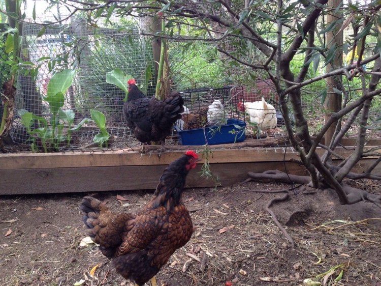 All the hens getting to know each other