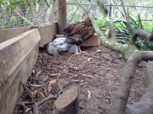 Charlotte dust bathing