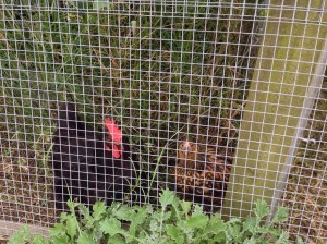 Raven and Cricket hanging in the orchard