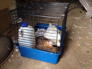 Chicks in their going-home basket