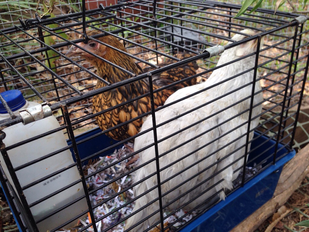 Curious chicks in their basket