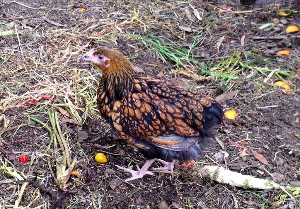 Gold-laced Wyandotte chick