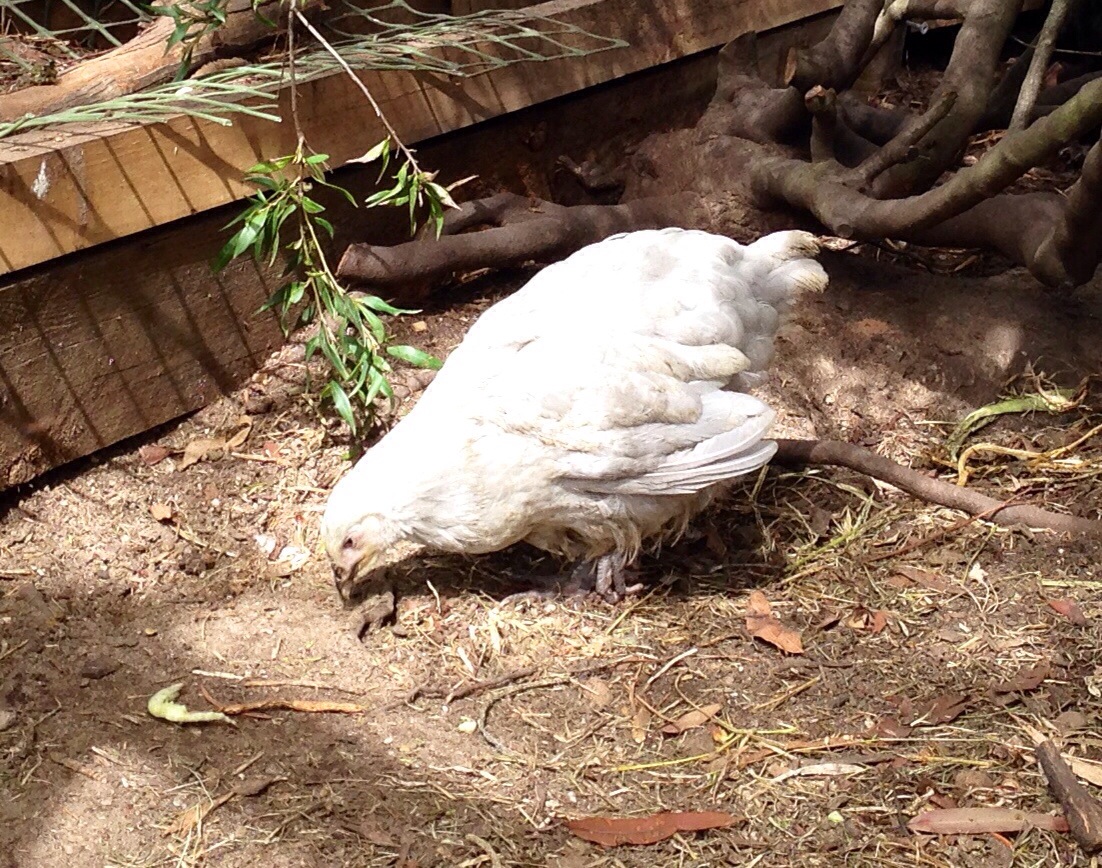 Charlotte, the Splash Orpington chick