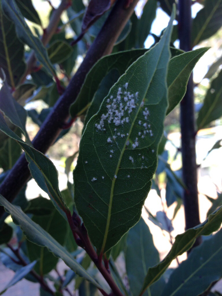 White aphids