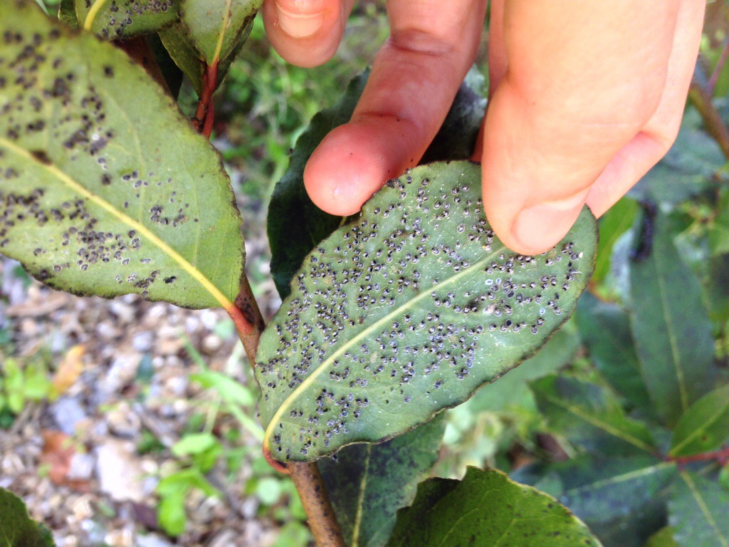 Black aphids