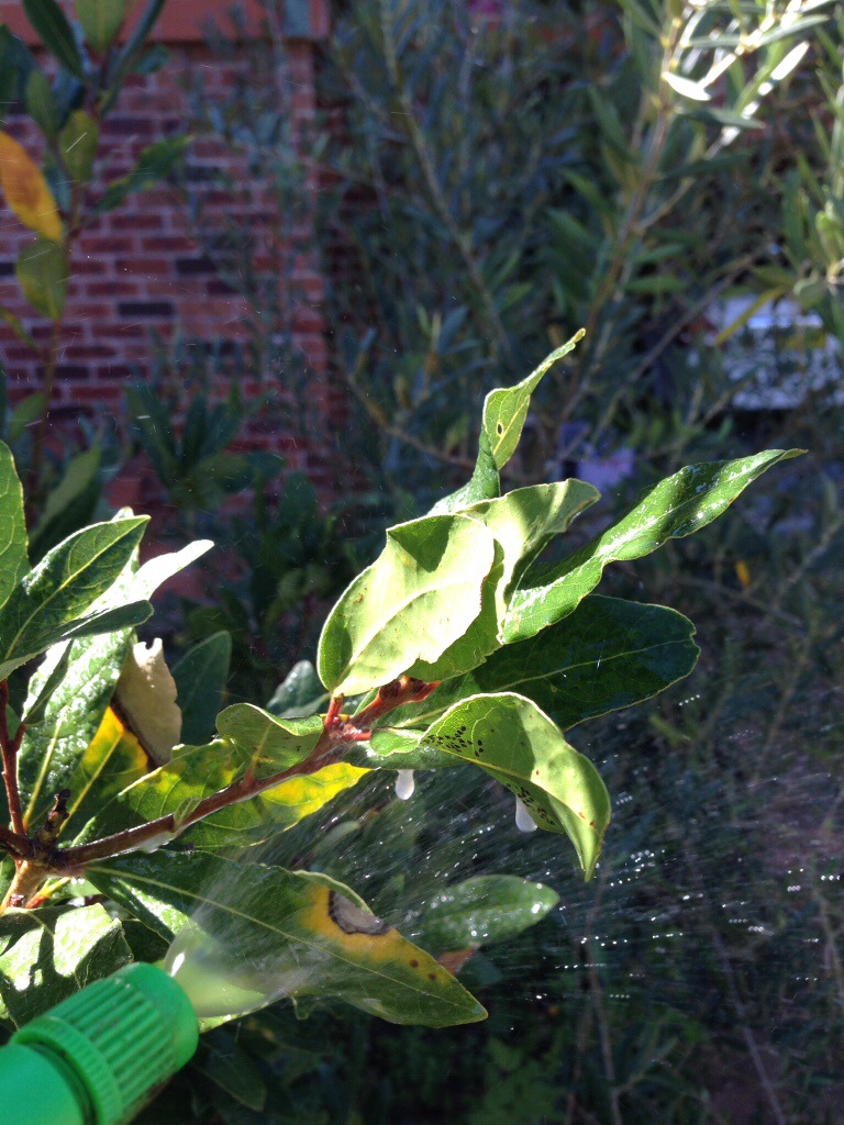Spraying the under side of the leaves