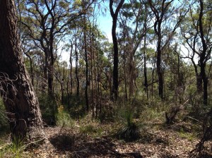 Burnt bush with verdant regrowth