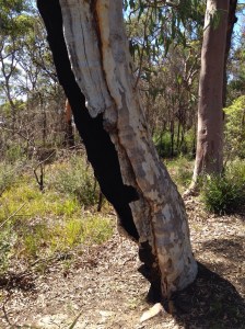 Side of a hollow tree