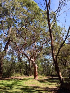 Beautiful twisty tree