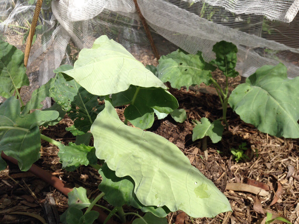 Broccoli under the net