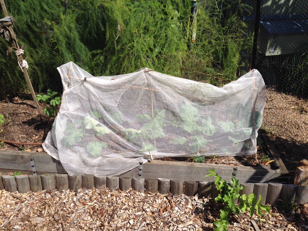 Vege net on broccoli crops