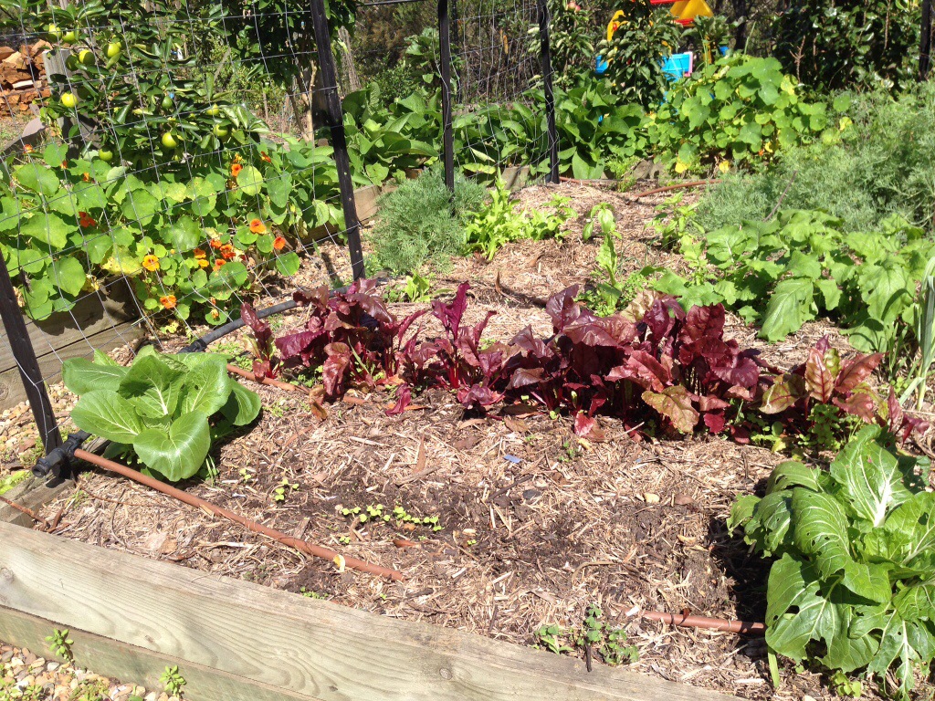 Vegetables growing on