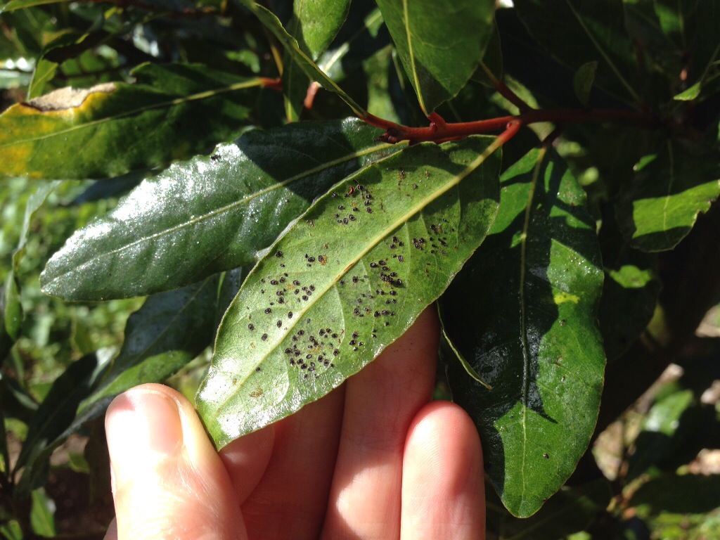 Dead aphids on the Bay tree
