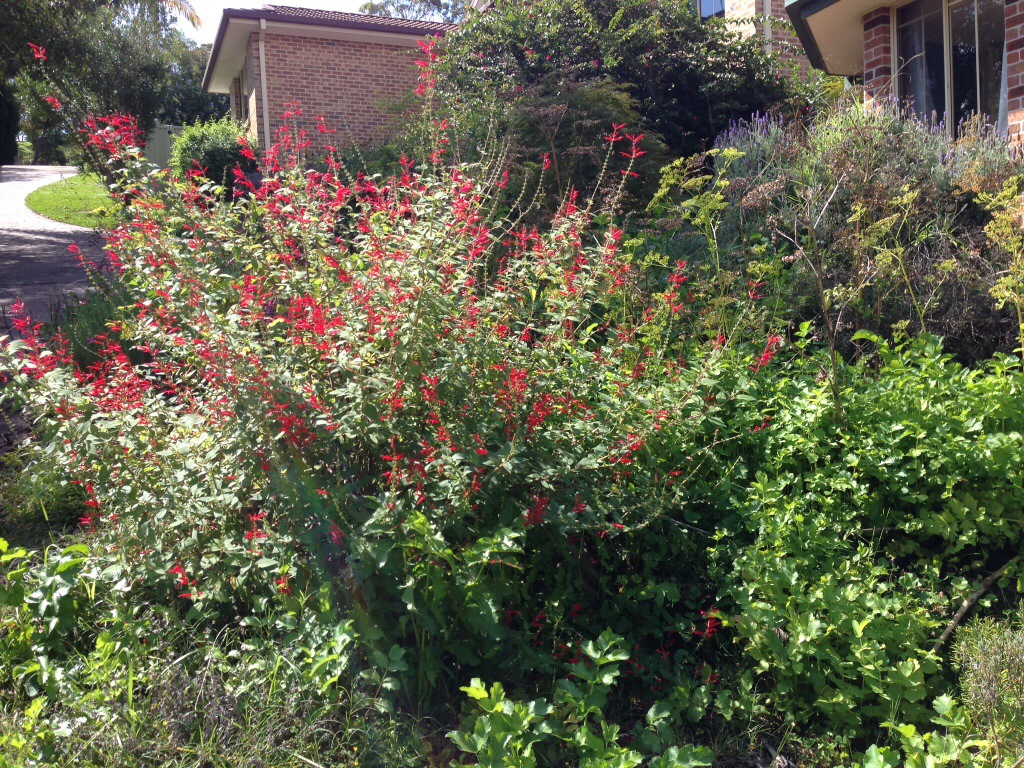 Pineapple sage in bloom