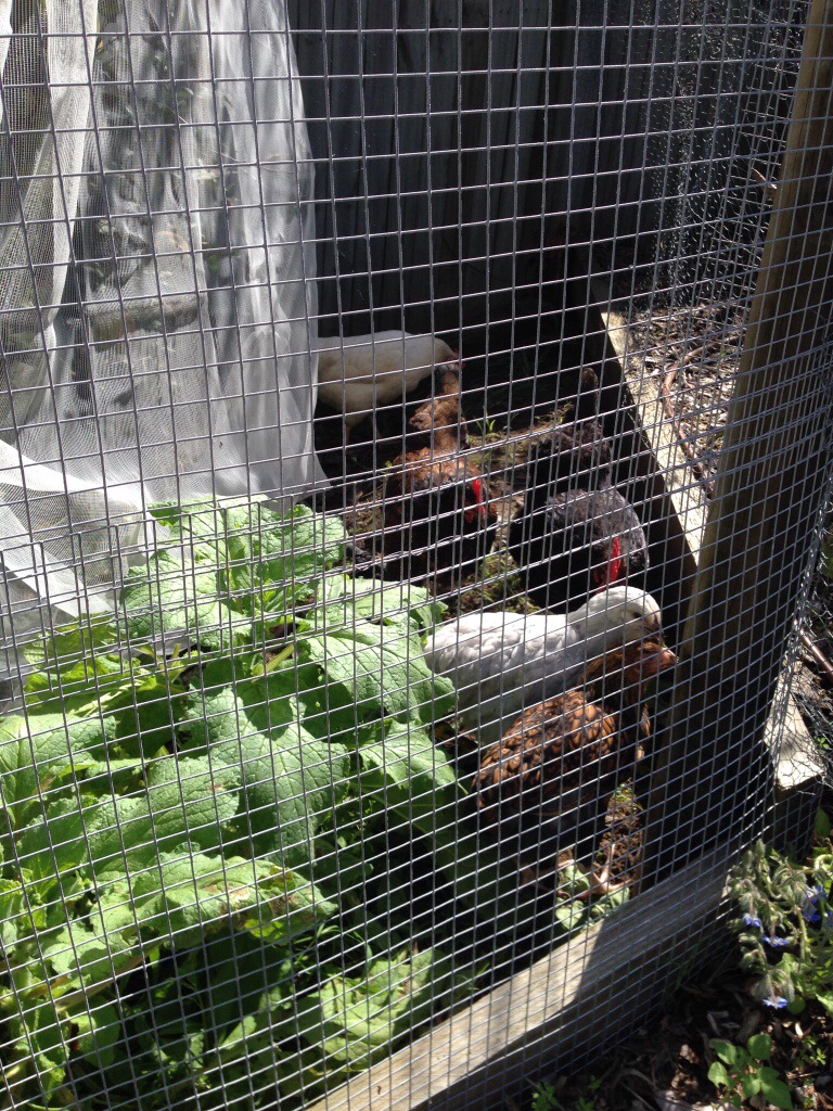 Five chickens foraging