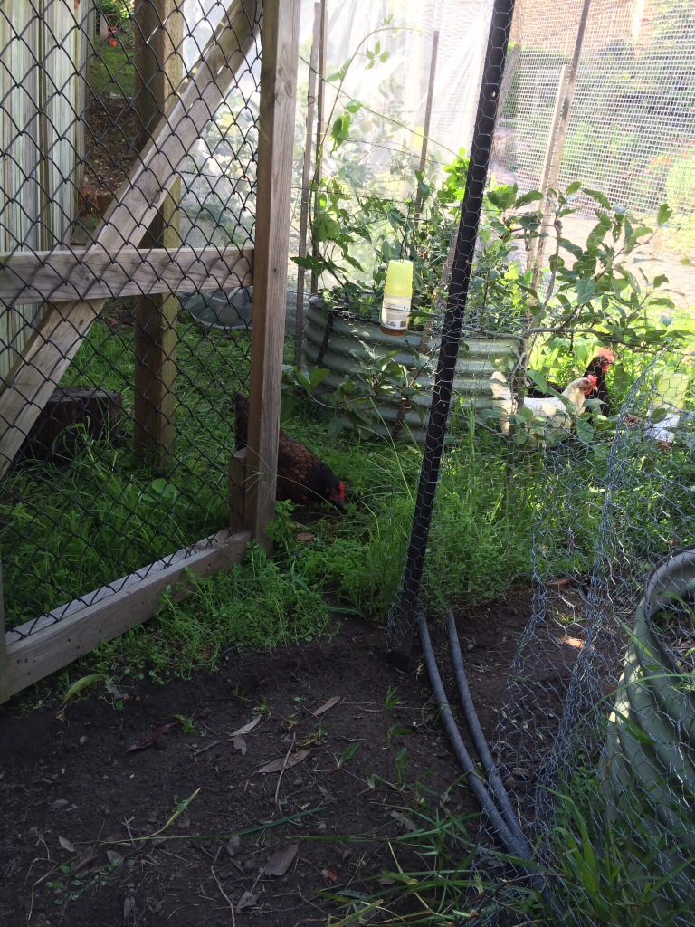 Chickens foraging in new pasture