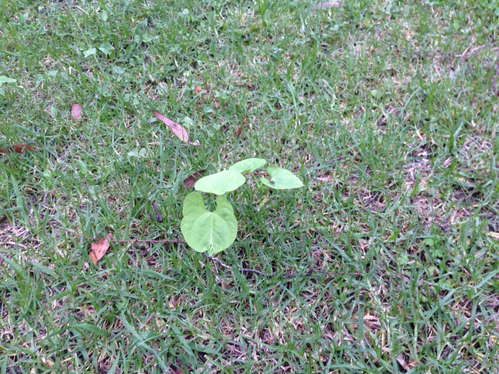 Runner bean shoot in lawn