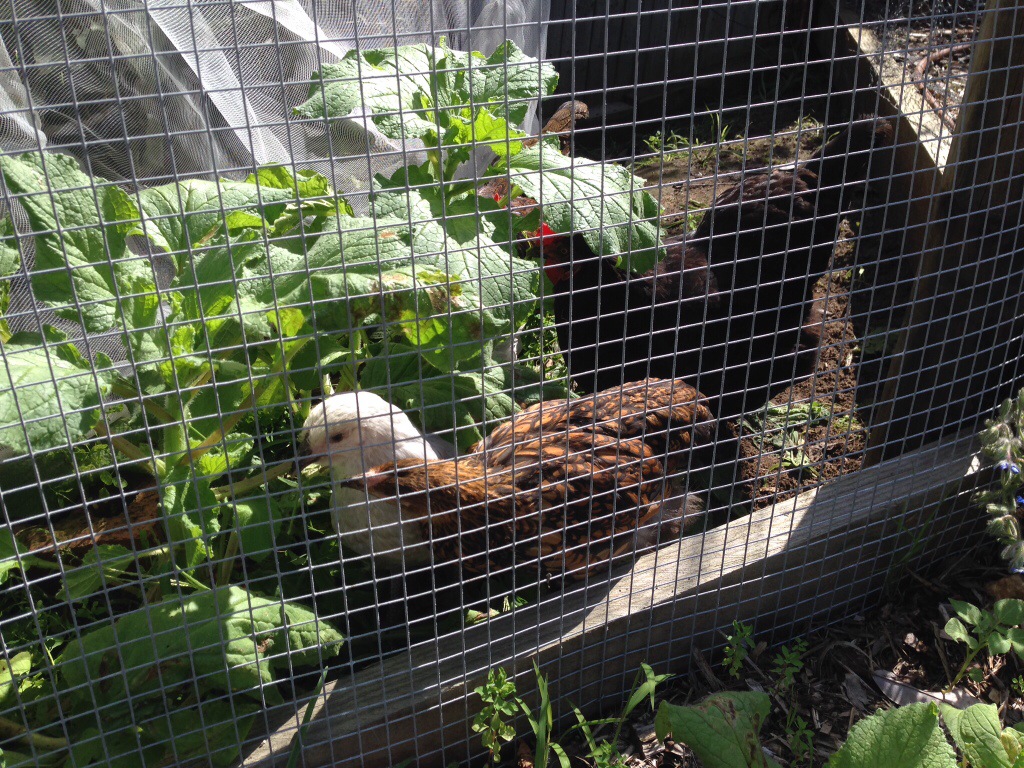 Baby chicks getting bigger