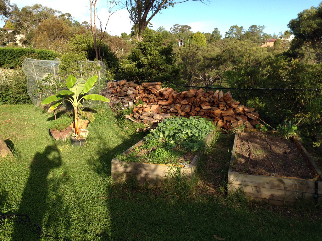 Young broccoli and green manure in vegetable bed