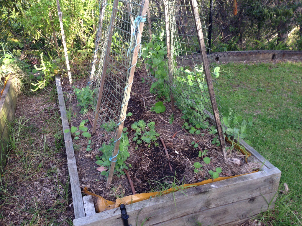 Kale and Green peas in a bed