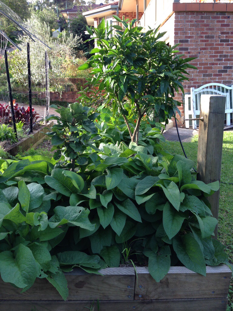 Comfrey under the citrus trees