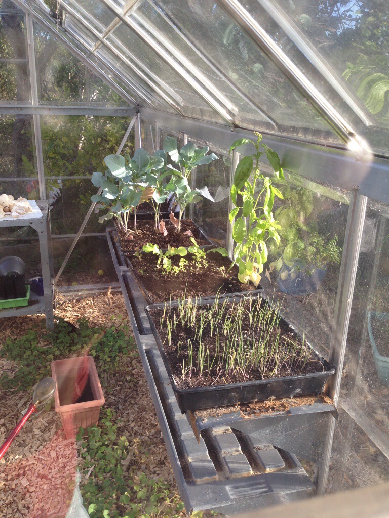 Seedlings in the greenhouse