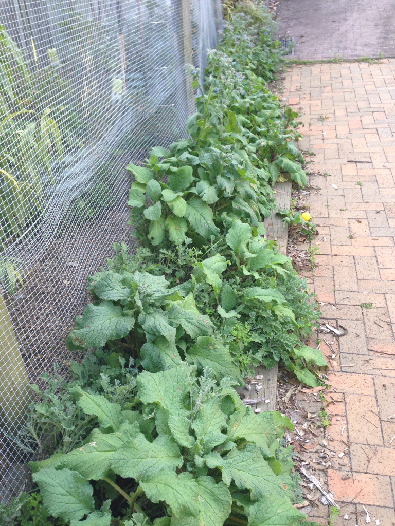 Borage thriving on the driveway edge