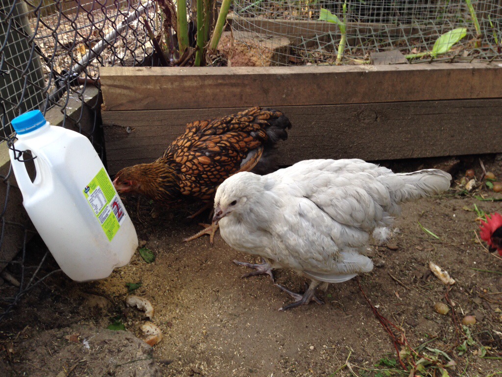 Our youngest chicks, Cricket and Charlotte