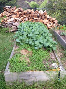 The broccoli is at the back, clover at the front.