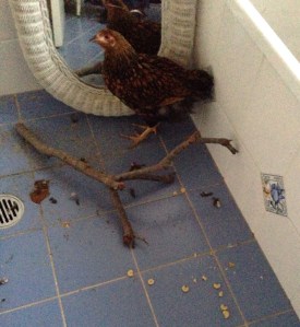 Cricket installed in the bathroom, with a perch and mirror for company.