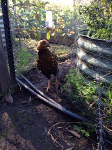Cricket back outside in the orchard