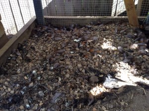 Feathers covering coop floor