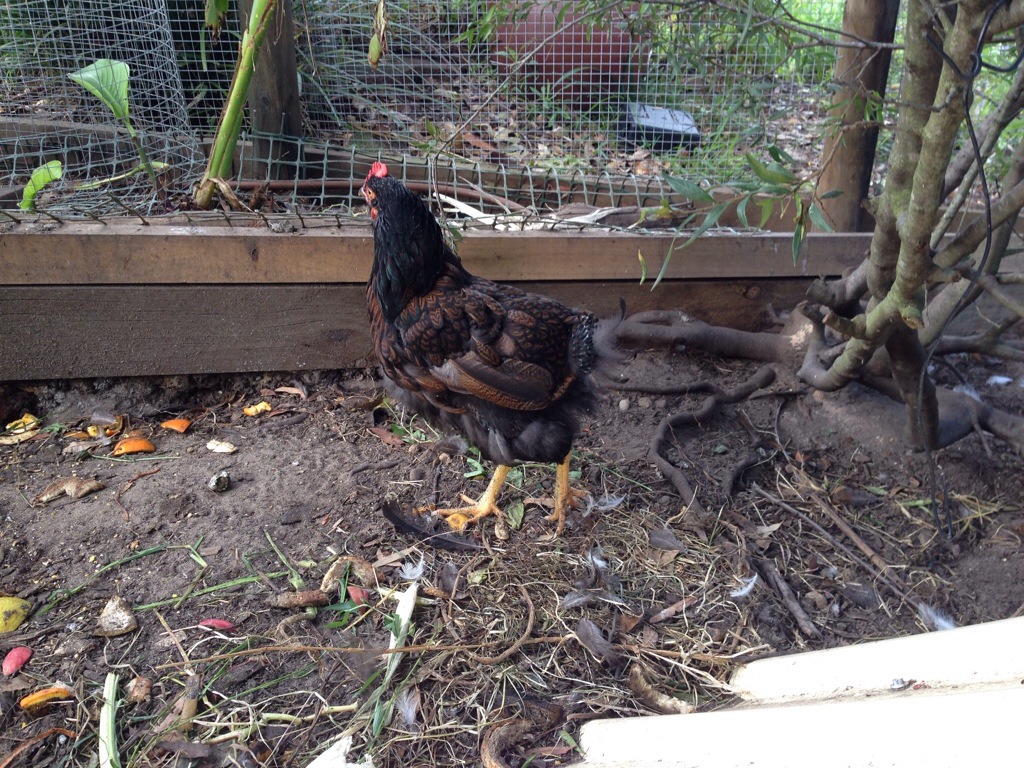 Chicken with hardly any tail feathers