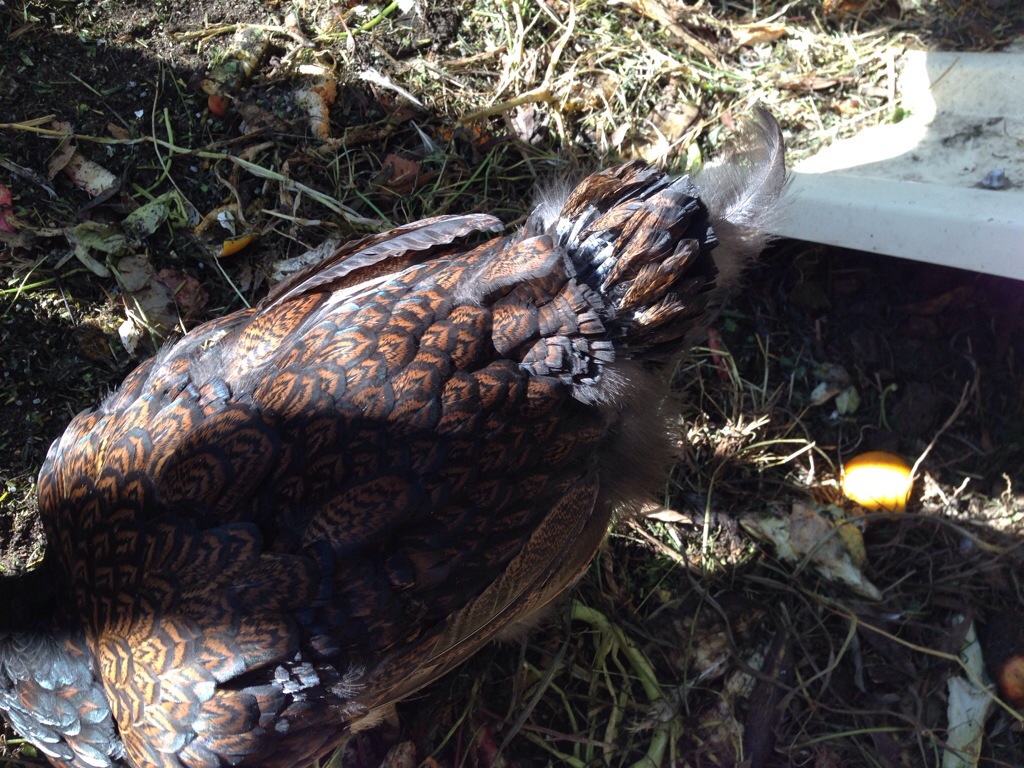 Pin feathers growing out