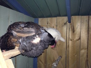 Roosting chicken with bald patches and no tail