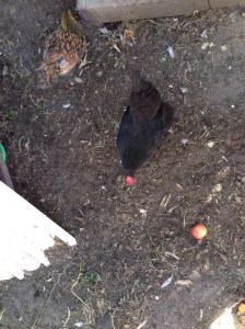 Dirt chicken coop floor