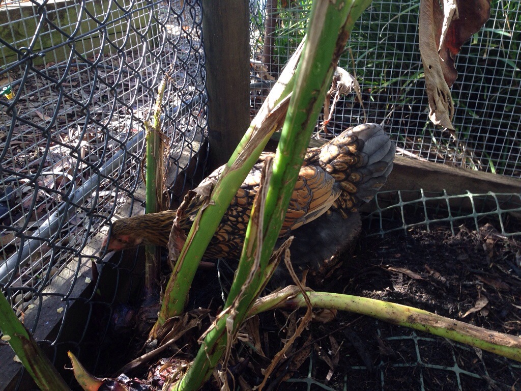 Cricket's tail is coming out dusty blue-grey.