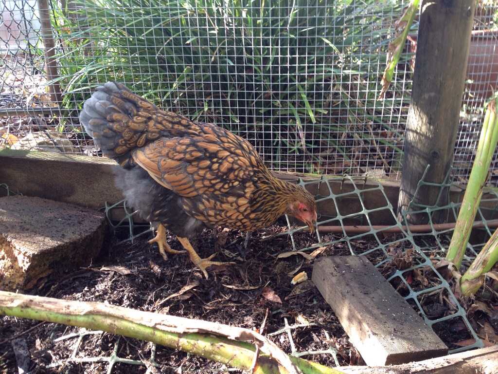 Cricket's plumage is becoming more like a mature hen