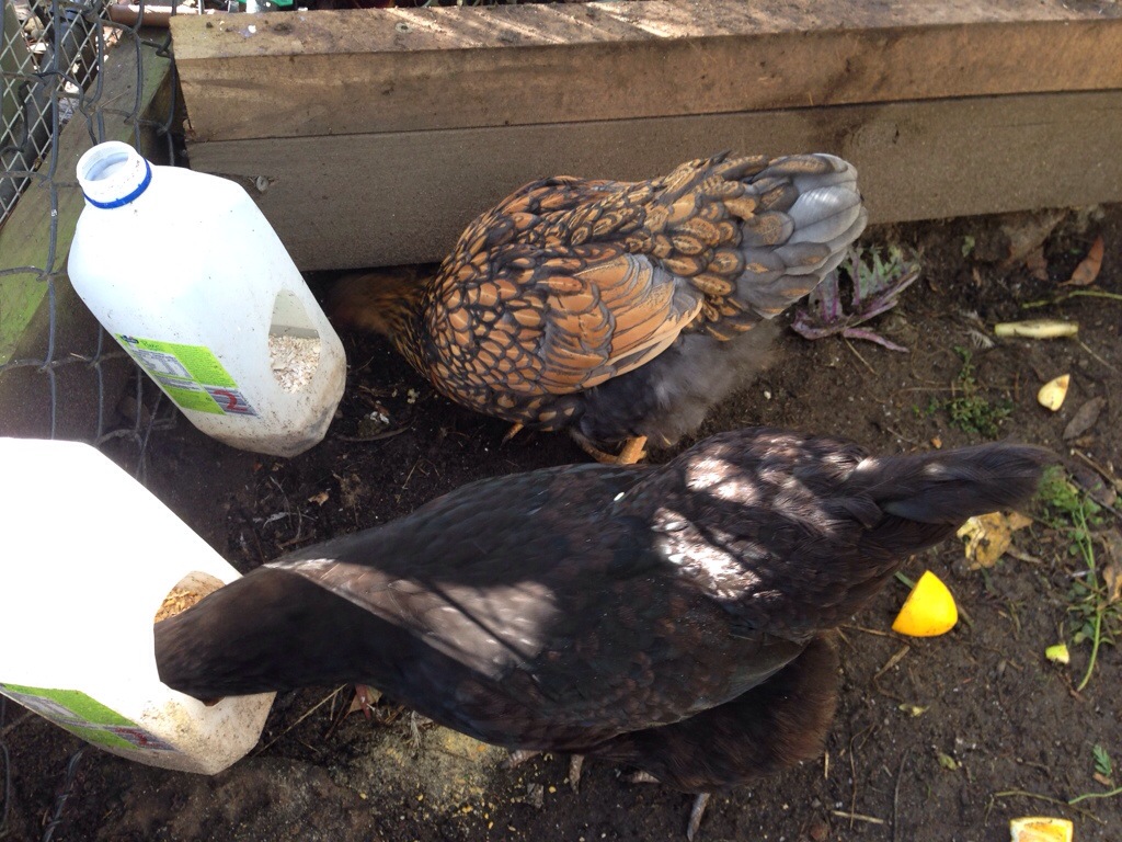 Cricket and Raven, side by side