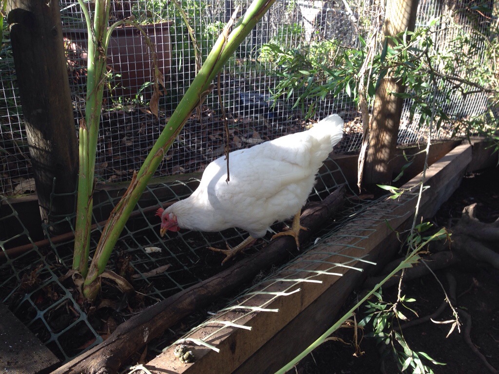Matilda's feathers are growing back out
