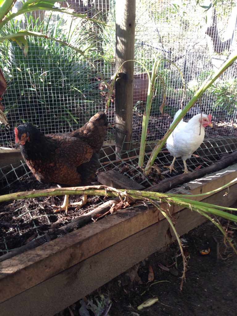 Harriet and Matilda show off their new feathers