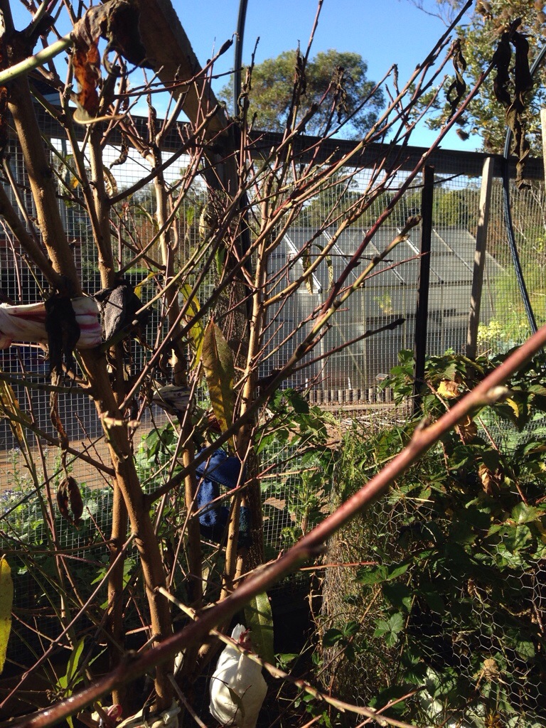 The winter has laid bare the branches on the Peach tree.